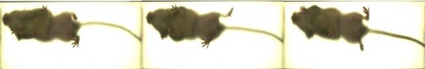 nakayama karina research rehabilitative exercise mouse gait
