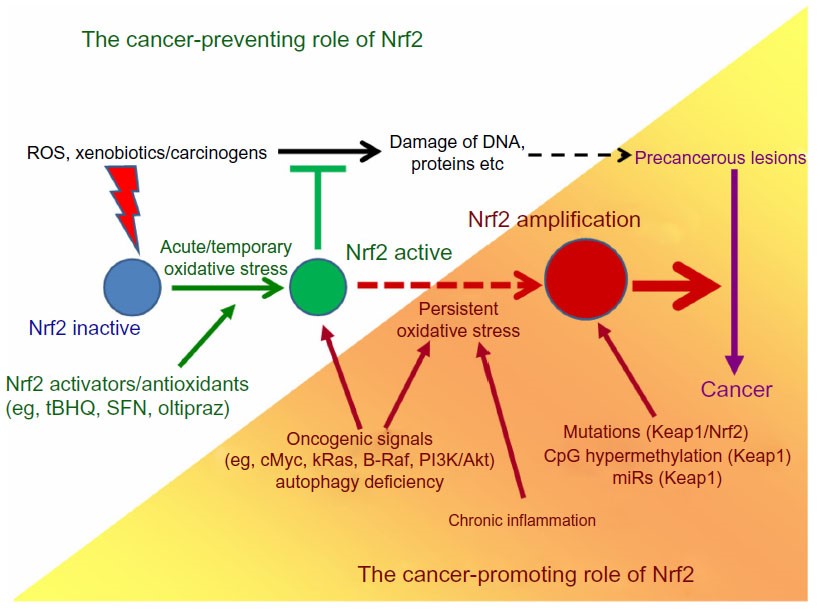 Illustration depicting cancer-preventing role of Nrf2