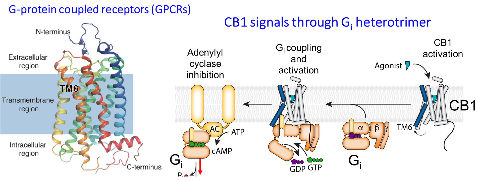 Illustration depicting Illustration of G-protein coupled receptors and CB1 signals through Gi heterotrimer