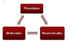 Graph indicating the three domain focuses of research Molecules, Neurocircuits and Phenotypes. Also shows their interrelations as each incorporates cutting-edge technologies and contributes to multidisciplinary approaches that examine aspects of stress-alcohol interactions.