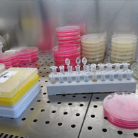 Lab test tubes and petri dishes