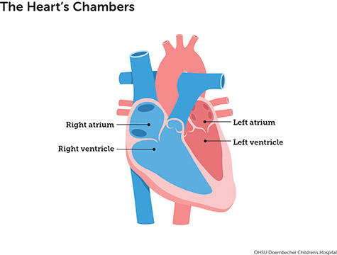 Diagram of the heart's four chambers