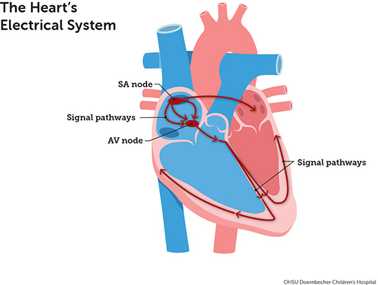 Diagram of the heart's electrical system