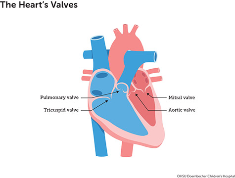 Diagram of the heart's valves