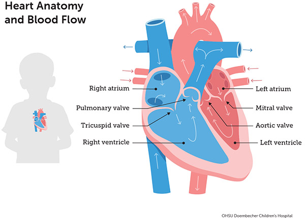 Diagram of heart anatomy and blood flow