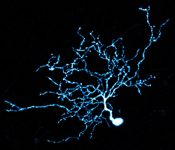 Gbx2 neuron