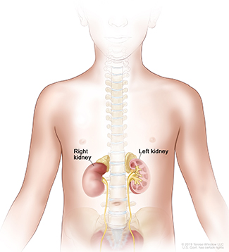 A diagram showing the anatomy of the human kidneys.