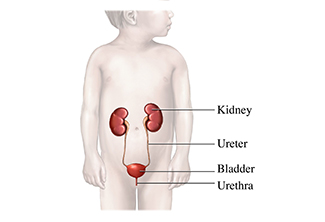 A diagram showing the anatomy of a child's urinary system.