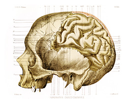 Image of brain illustration from: Gavoy, Émile Alexandre. Atlas D'anatomie Topographique Du Cerveau Et Des Localisations cérébrales. Octave Doin, 1882.