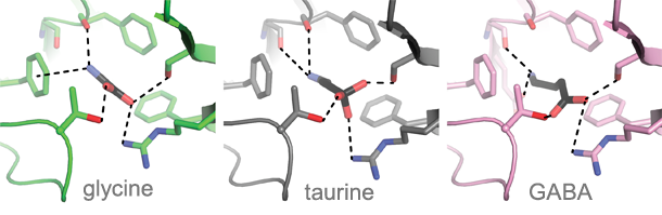 Glycine, taurine and GABA binding sites in glycine receptor