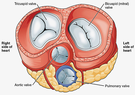 A graphic that shows the anatomy of valves of the human heart.