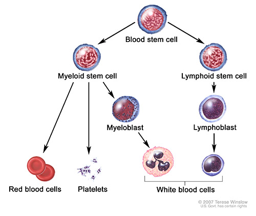 Blood-forming stem cell (hematopoietic cell) can mature into other blood cells, including red blood cells, platelets and white blood cells