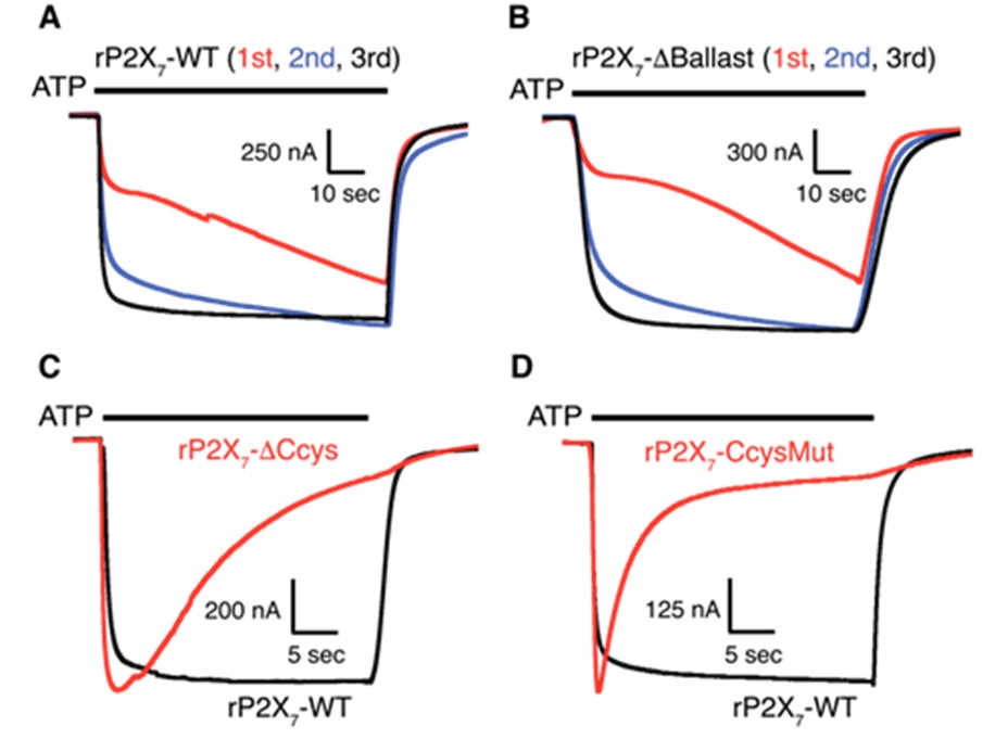 Electrophysiology measurements on P2X receptors