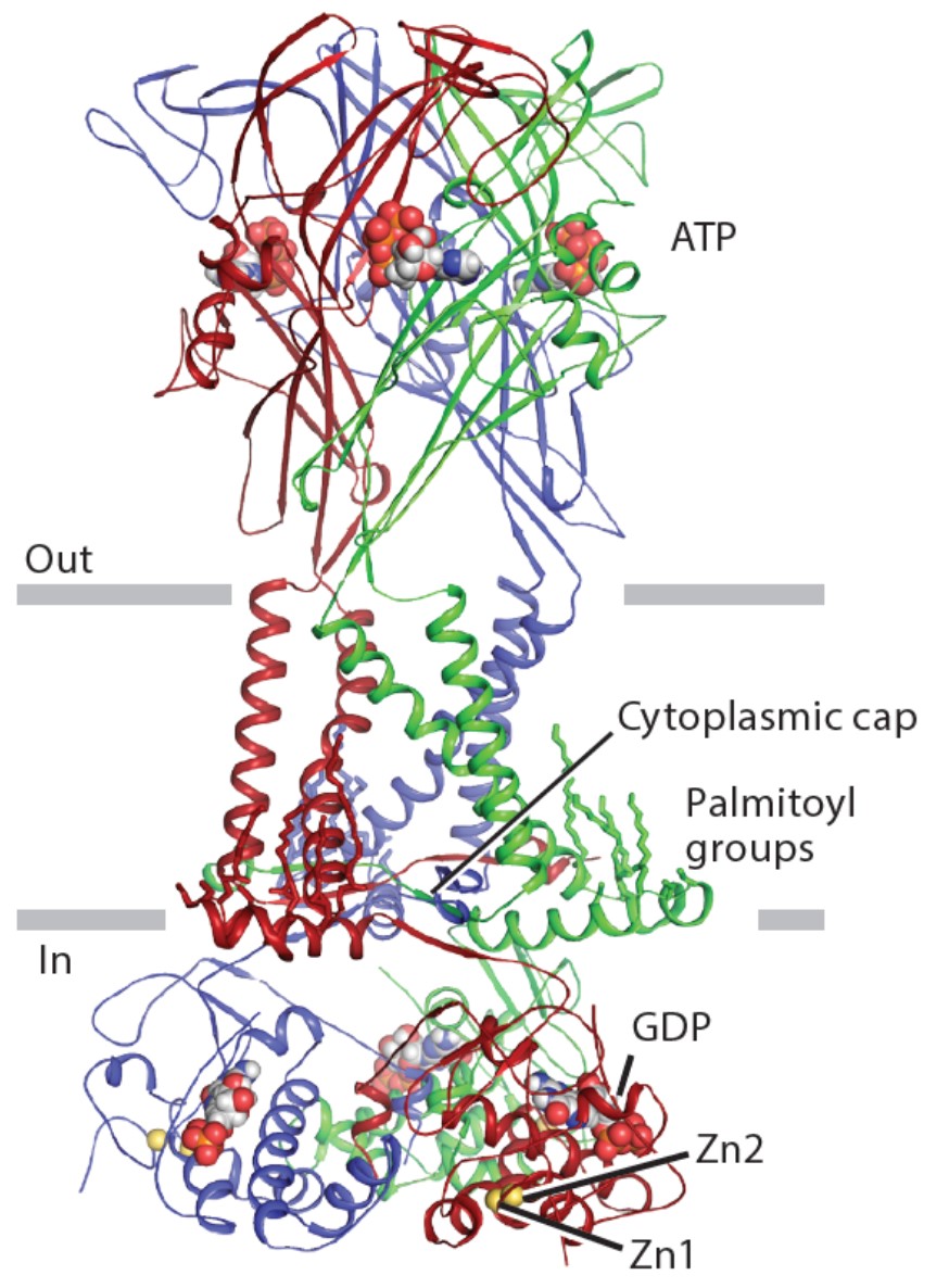 A ribbon model of the P2X7 receptor showing the ATP-bound, open state.