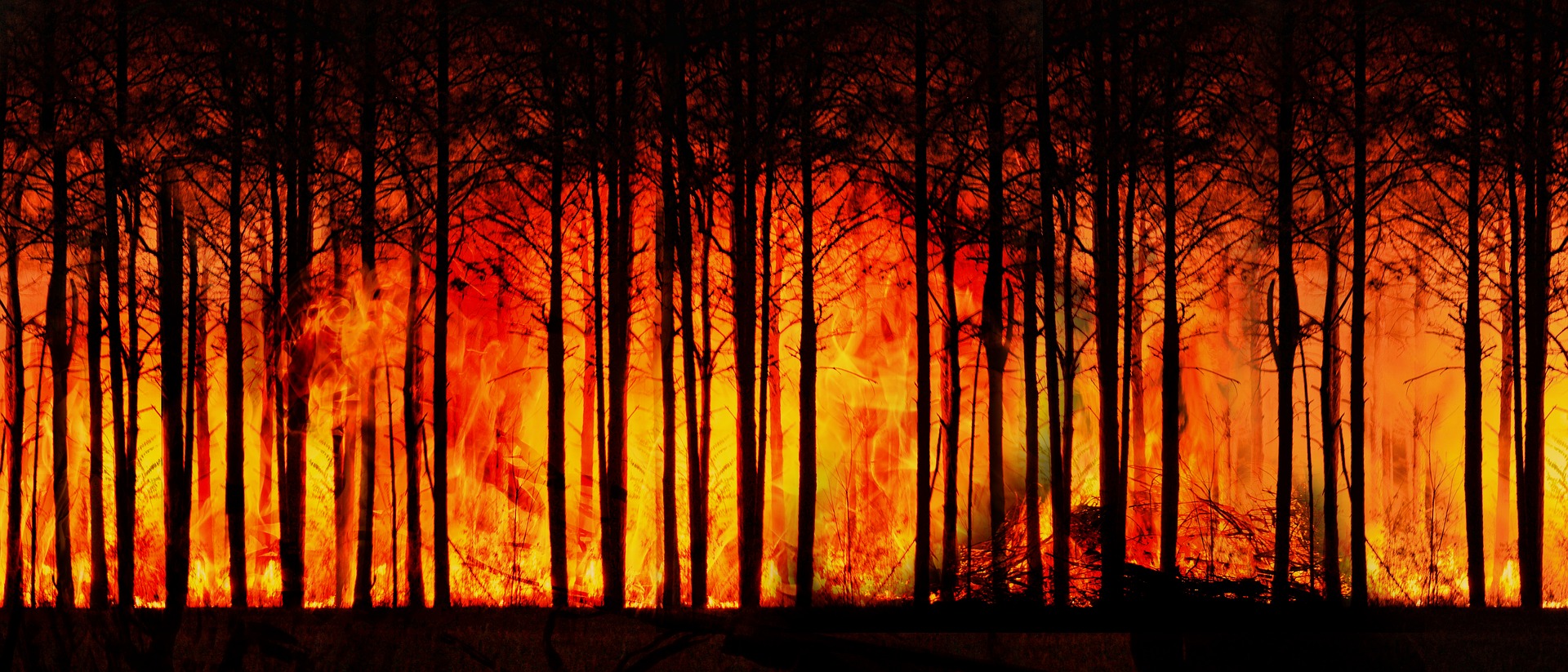 forest fire climate change