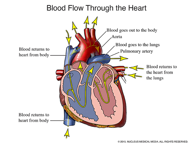 A diagram illustrating a cross-section of the human heart and the direction blood flows through it.