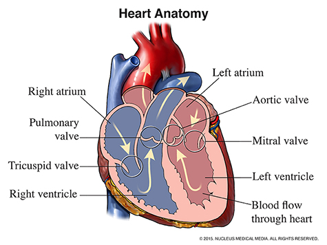 A diagram showing the anatomy of the human heart.