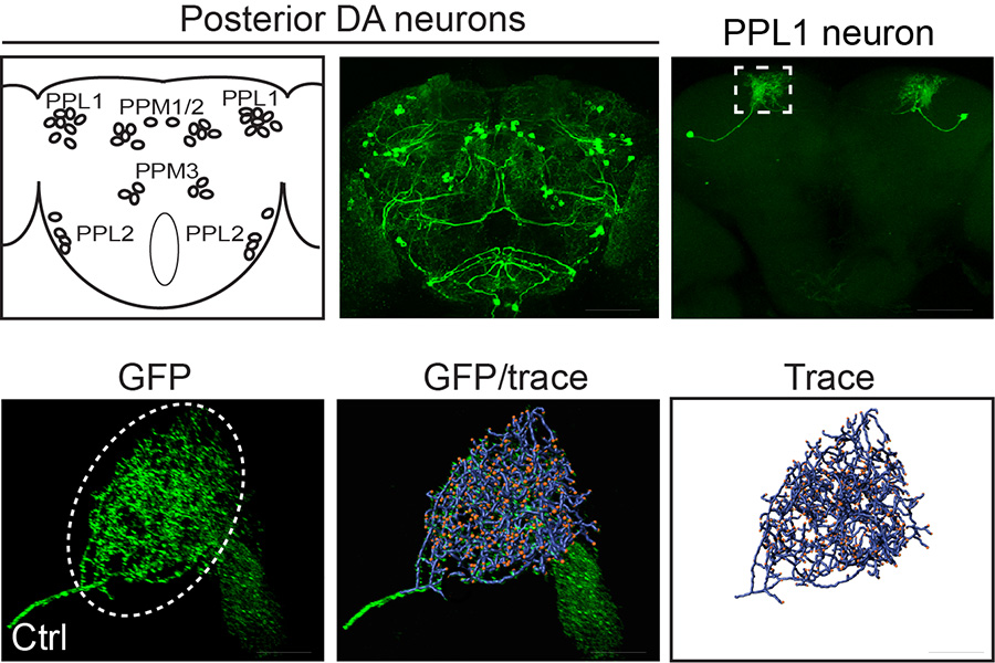 Image describes tracing the axonal arbor of a single labeled dopamine neurons in the Drosophila CNS