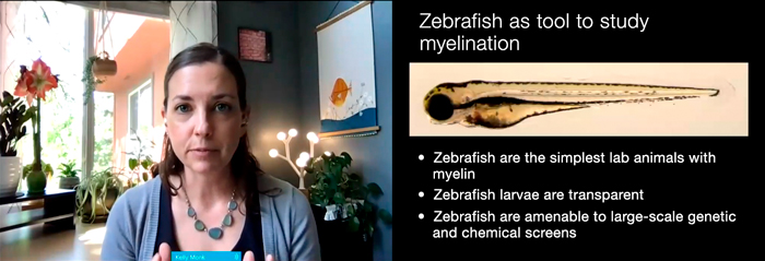 Kelly Monk gives virtual lecture about the role of zebrafish in scientific research