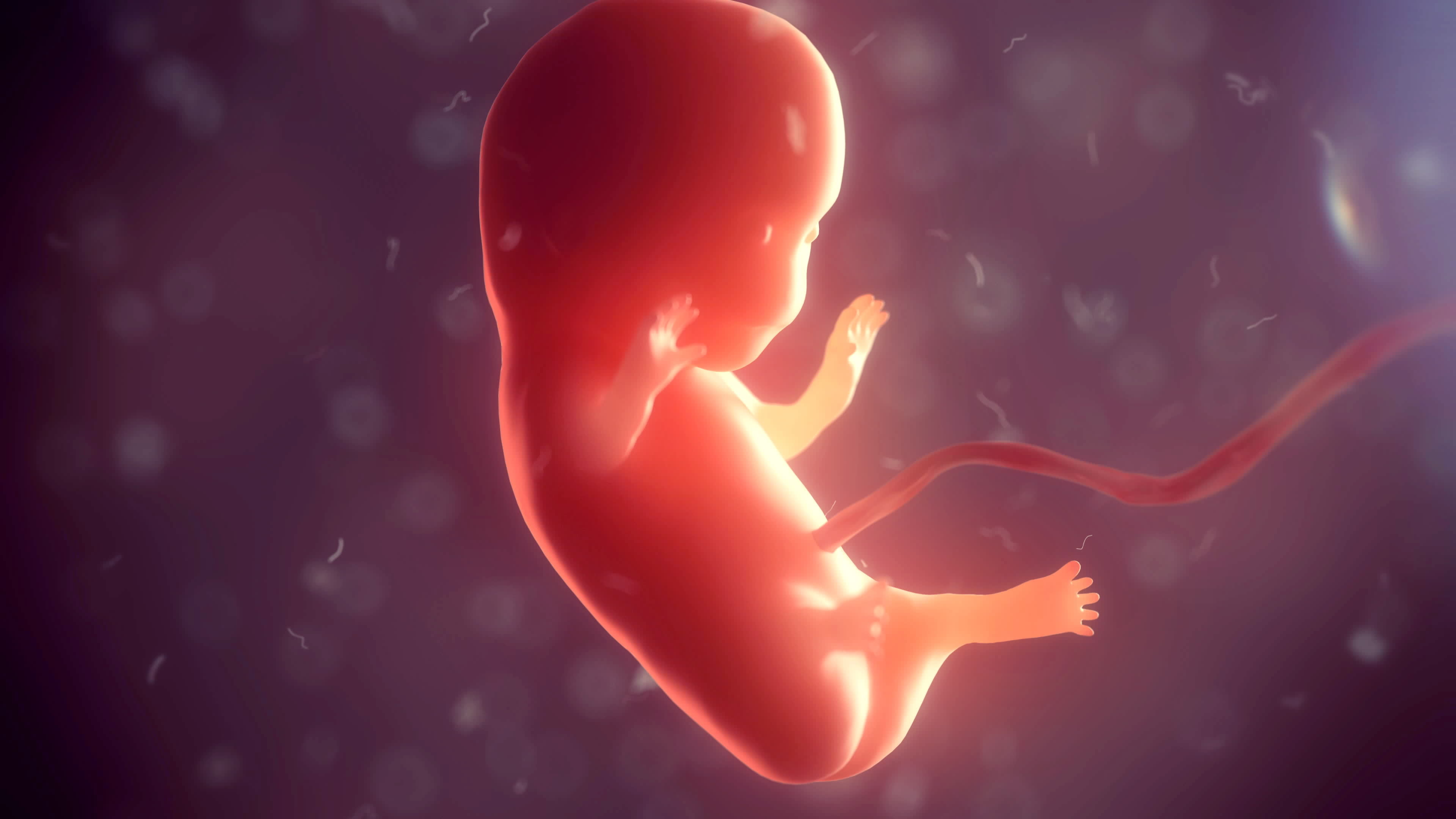 Developing fetus