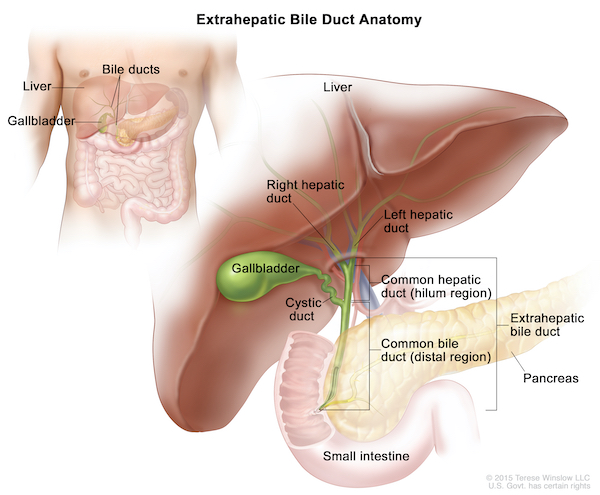 Illustration of extrahepatic bile duct anatomy, showing the liver and gallbladder