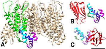 HIV-1 Capsid protein block viral assembly