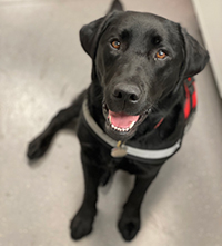 Kona the Freeman Lab service dog