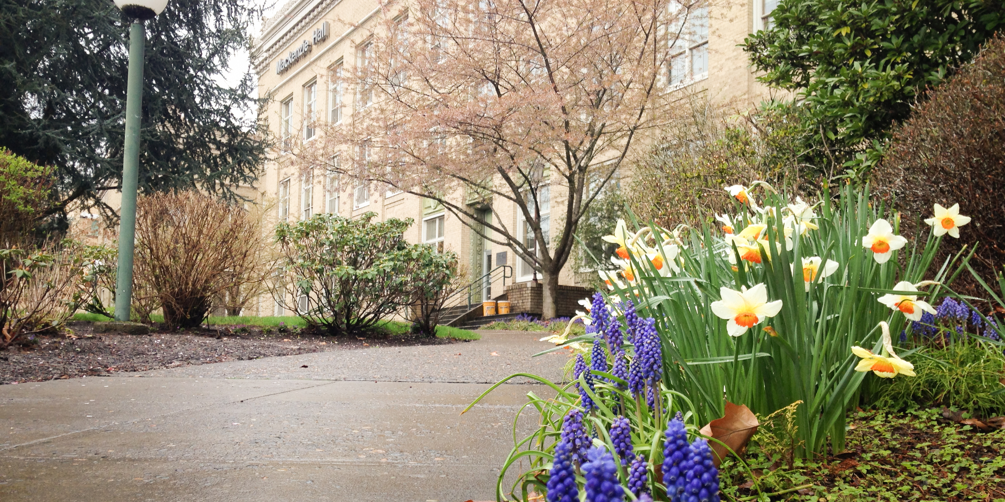 Springtime flowers outside of Mac Hall at OHSU