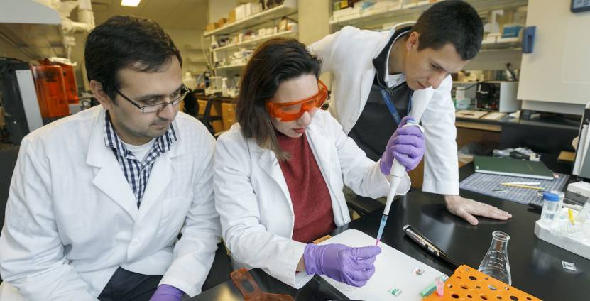 Researchers in Dr. Bertassoni's lab