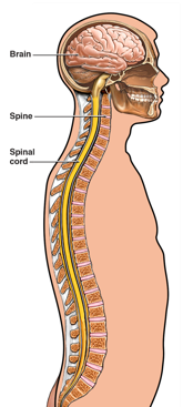 A medical diagram illustrating the anatomy of the human spinal cord.