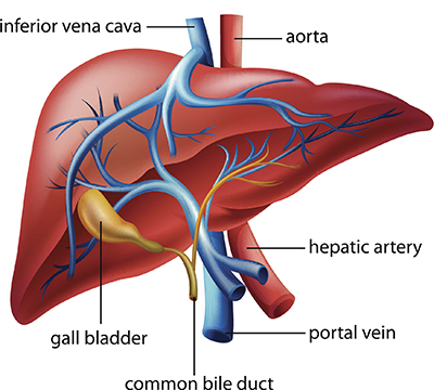 A diagram of the human liver.