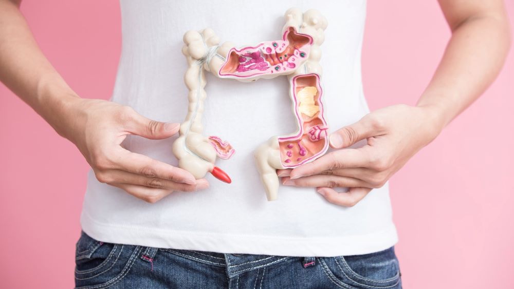 Women holding anatomical model of colon against torso