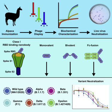 alpaca-derived nanobody