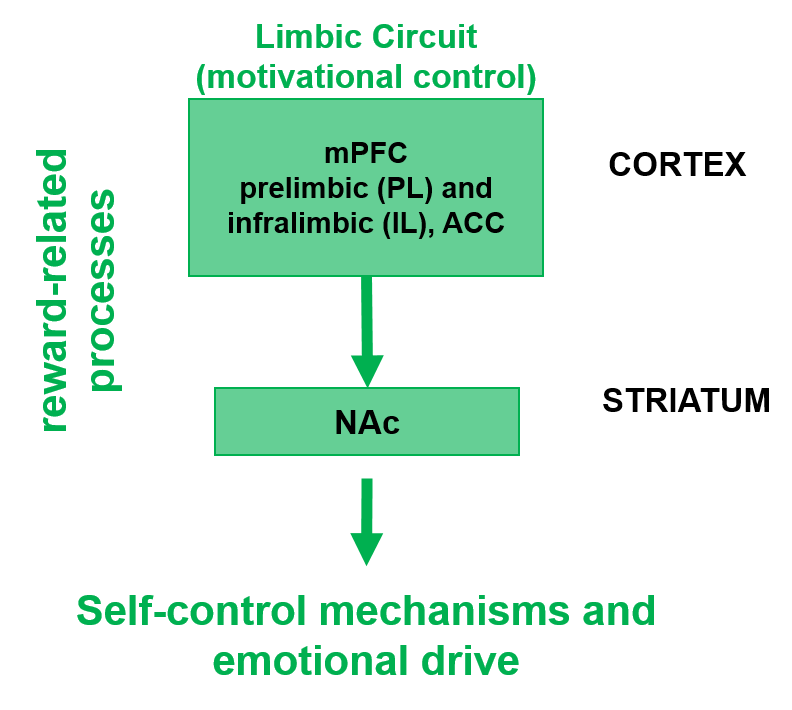 Diagram of P003's research in the limbic circuit and nucleus accumbens