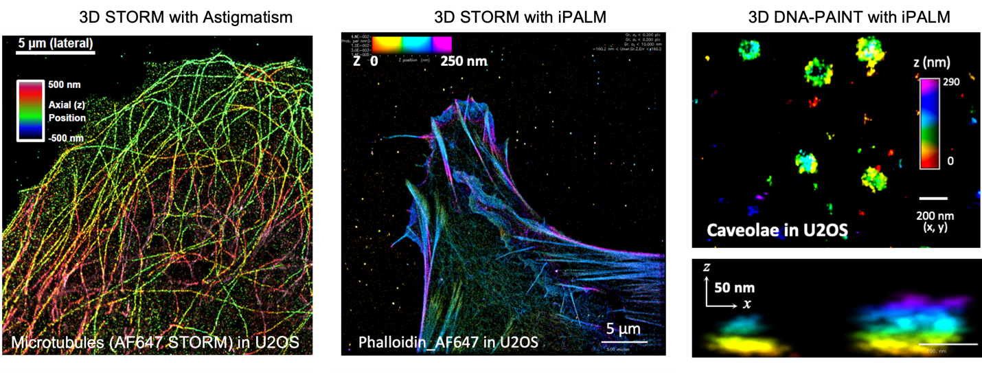 Figure 4. 3D-SRM imaging of cellular structures. Left, 3D-STORM image of microtubules in U2OS cells based on astigmatism. Middle, 3D-STORM image of actin filaments in U2OS cells taken with iPALM. Right, 3D DNA-PAINT image of caveolae in U2OS cells taken on an iPALM. 