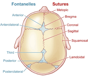 A diagram illustrating the structure of a infant's skull.