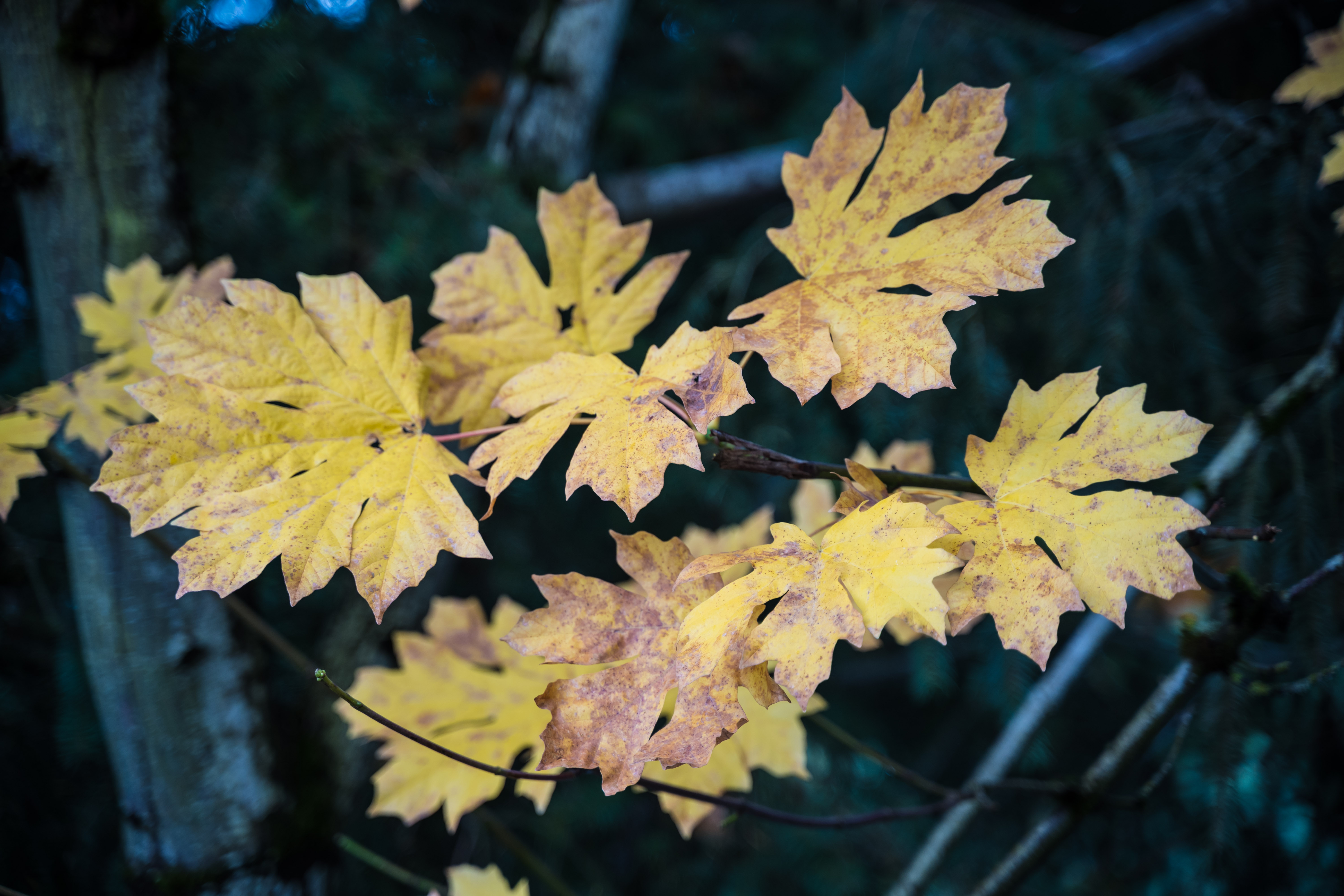 Fall maple leaves turning gold