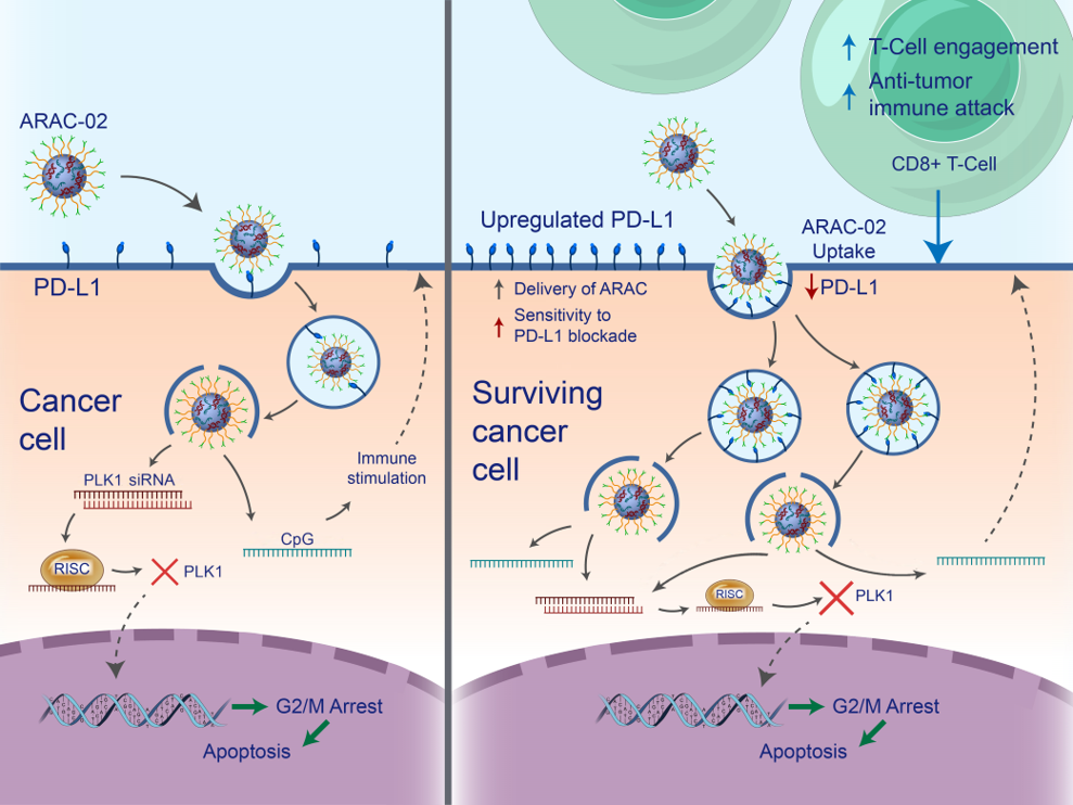 ARAC_mechanism