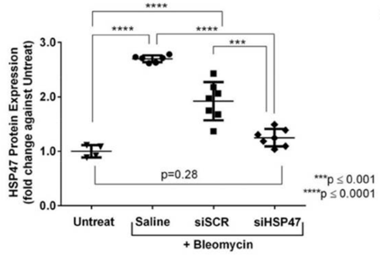 HSP47 protein