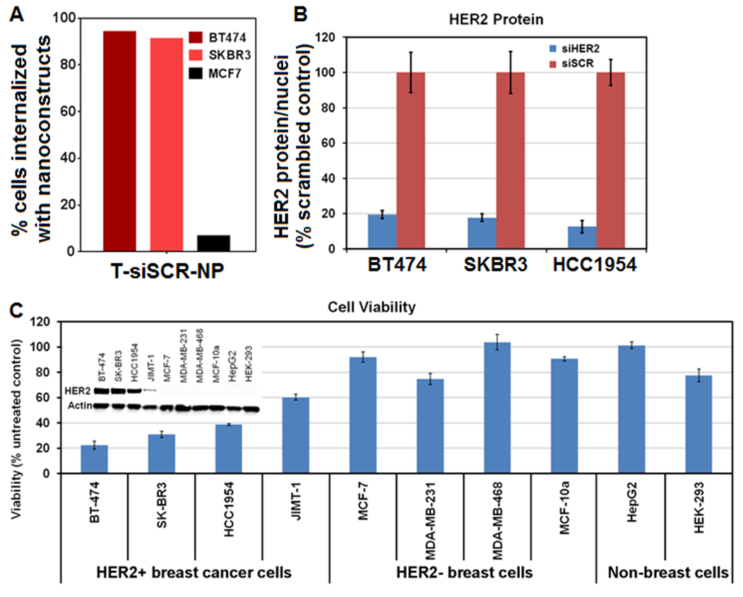 T-siHER2-NP_in vitro