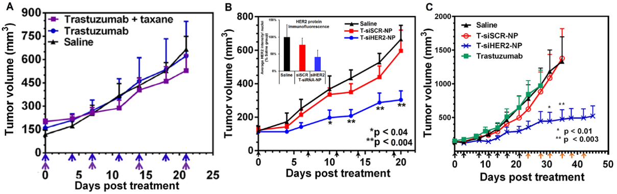 T-siHER2-NP_in vivo