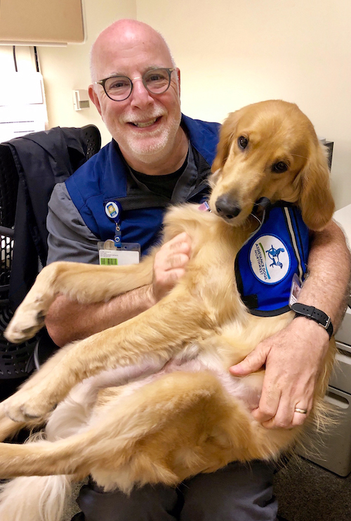 Davis, one of OHSU Doernbecher Children's Hospital's facility therapy dogs is held by Dr. Dana Braner on his lap.