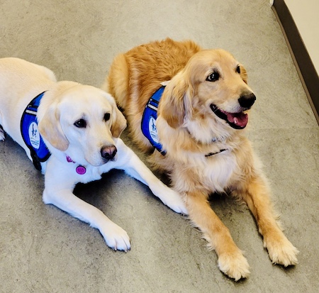 Two dogs, both service animals with vests on, lie side-by-side on the floor.