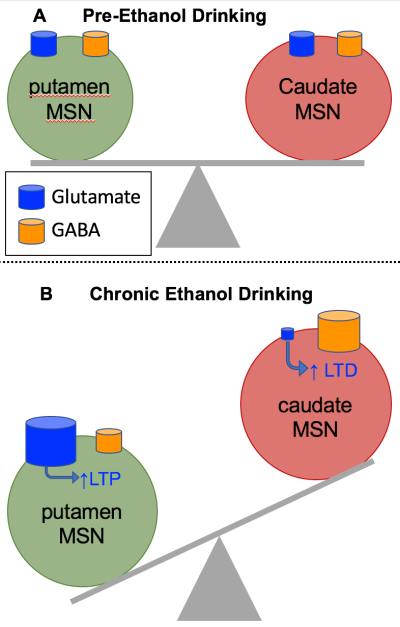 Diagram showing imbalance between putamen and caudate in chronic ethanol drinking