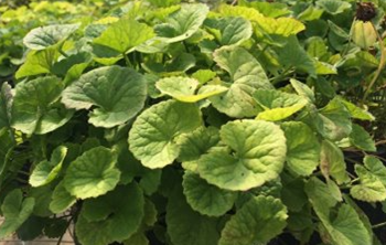 Leaves of the centella asiatica plant