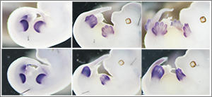 images of animal limb development in utero