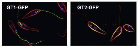 GT1 traffics to the flagellar membrane