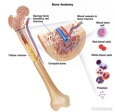 This diagram of a bone shows what it looks like inside, and images of the types of blood cells that stem cells can become.