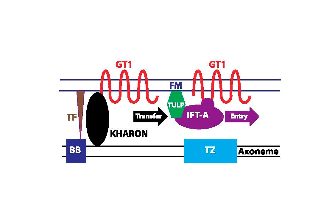 Model for KHARON-mediated flagellar trafficking of GT1