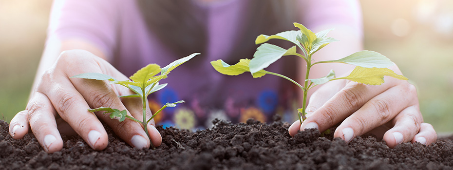 Hands planting seedlings in a garden